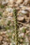 Largebracted plantain